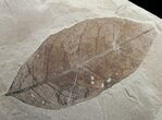 Allophylus Leaf Fossil - Green River Formation #12084-1